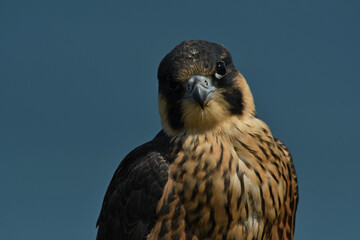 Juvenile Peregrine falcon Falco peregrinus seating on the cliff