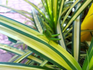 Grasshoppers are insects that rank in the Orthoptera rank. They are all green on the Chlorophytum comosum.