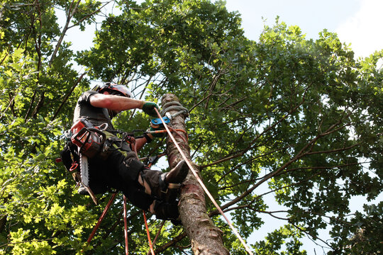 the dead spruce stands close to the house, the expert sets it up