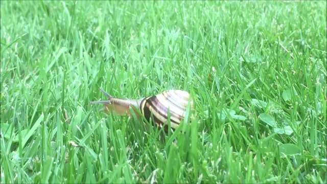 Escargot