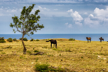 horses in the field