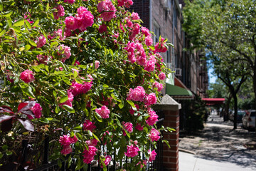 Fototapeta na wymiar Beautiful Pink Rose Bush during Spring in a Home Garden along the Sidewalk in Sunnyside Queens New York