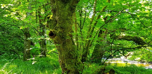 green grass in the forest