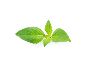 Fototapeta na wymiar basil leaves ingredient food on white background.