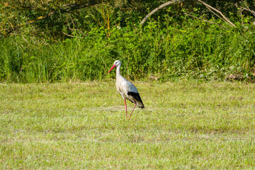 white stork (Ciconia ciconia) in the green grass on a sunny summer day