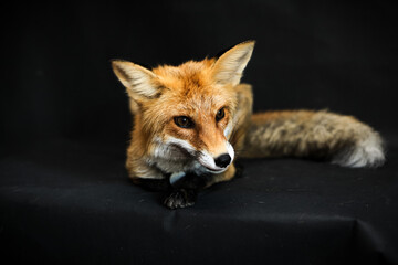 Red fox sits on a black background