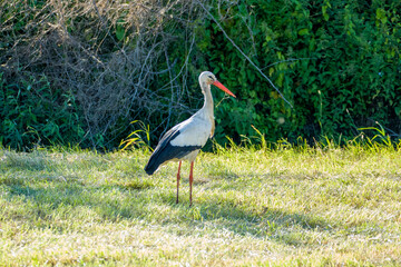 Fototapeta premium white stork (Ciconia ciconia) in the green grass on a sunny summer day