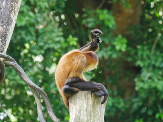 Affe Gymnastik