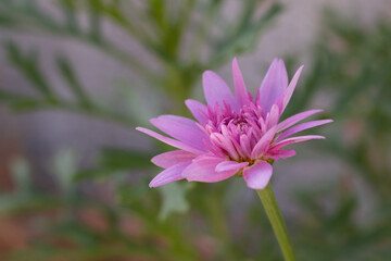 Small pink chinese aster flower with fragile scarce petals and blurred green branches in the background.