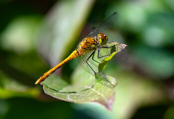 Golden Ringed Dragonfly