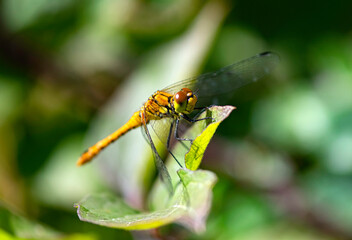 Golden Ringed Dragonfly