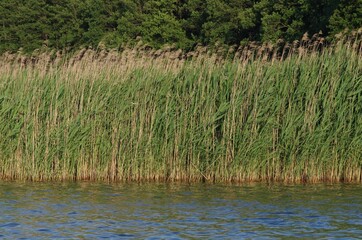 schilfgras