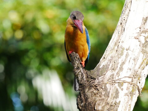 Vogel orange
