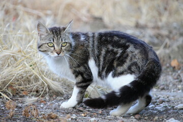 Entre chats