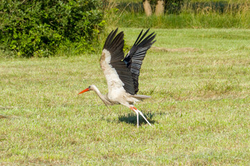 white stork (Ciconia ciconia) in the green grass taking off on a sunny summer day © Tobias