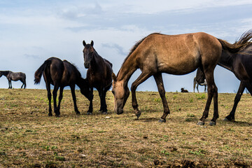 Fototapeta na wymiar Horses at Cape Emine, near the village of Emona, Eastern Bulgaria