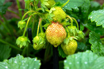 Unripe green strawberries