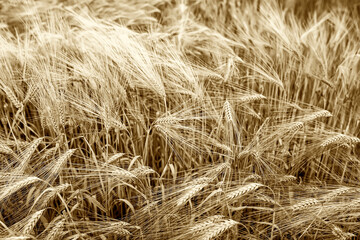 Natural background of green ears of wheat.