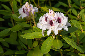 Rhododendron Hybrid Calsap, Rhododendron hybrid