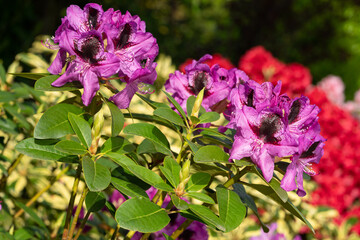 Rhododendron Hybrid Kangaroo, Rhododendron hybrid