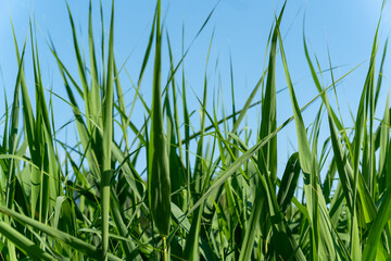 Closeup to the green reed bush background over blue sky next to the hidden pond, shot at bright summer day. 