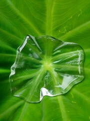 Green leaf with water drops. The Colocasia leaf elephant-ear, taro, cocoyam, dasheen Fresh water drops on a green colocasia.