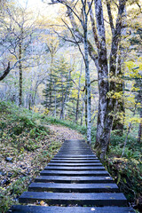 北アルプスの紅葉の森の中、激流の川にかかる、木造の橋。A bridge over the torrenting river in the Northern Alps 旅行、旅先、シルバーウィーク、紅葉、黄葉。