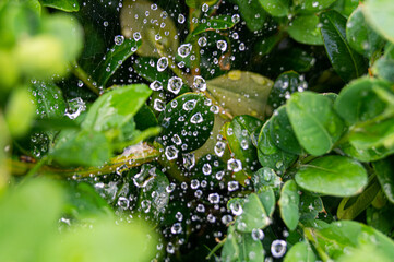 raindrops on cobwebs among green plant leaves