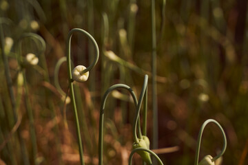 Green garlic is planted in a row on a bed. Green leaves of garlic. Fragrant garlic in the garden. Growing vegetables