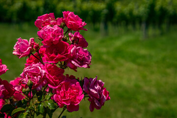 Beautiful roses in a garden on Lake Constance