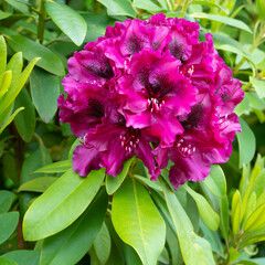 Rhododendron Hybrid Midnight Beauty, Rhododendron hybrid