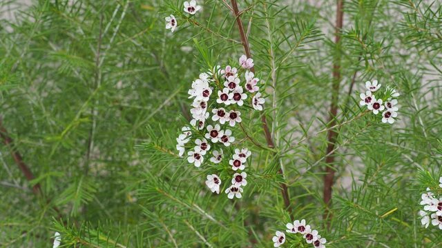 (Chamelaucium uncinatum) Fleurs de cire ou wax australien, arbuste d&eacute;coratif aux fleurs lob&eacute;es, arrondies, blanc pur, au sommet de tiges souples aux fines feuilles vertes et aromatiques
