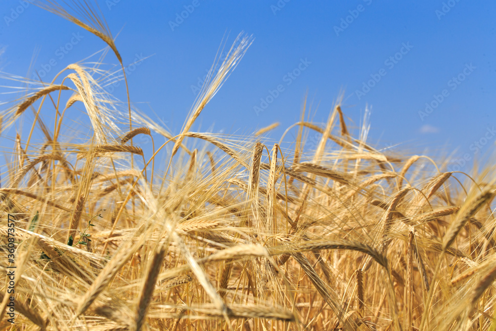 Wall mural Background of ripe ears of bread. Yellow wheat field. Close-up of nature. Harvest of bread. Summer landscape