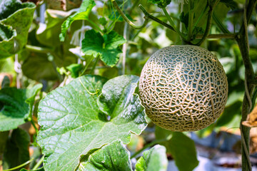 Green fresh organic melon farm inside greenhouse