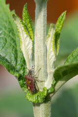 Sloe Bug, Dolycoris baccarum