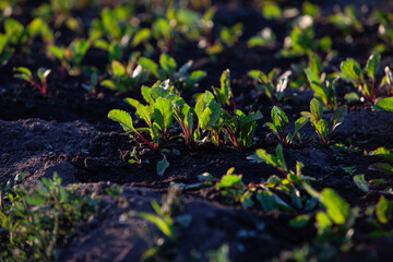 Young beetroot growing on a organic farm in the warm sunset light