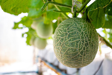 Green fresh organic melon farm inside greenhouse