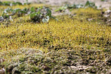 The first spring greens. Background. Texture. Substrate.