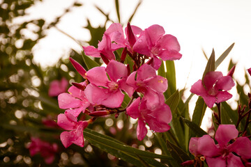 close up view of dark pink oleander with green leaves.