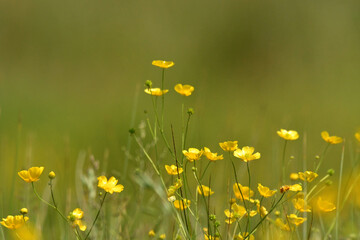 Marsh marigold or kingcup raising on the meadow