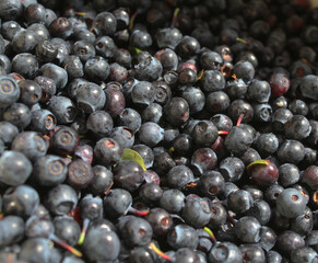 Ripe blueberries close up. Background. Texture. Substrate.
close-up