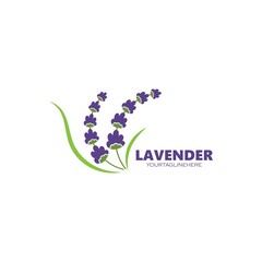 lavender flower vector illustration design