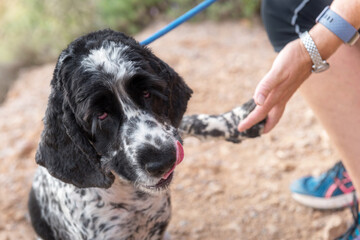 Blue Roan English Cocker Spaniel