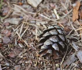 Pine cone on the ground close up