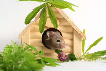 Close-up of a cute hamster in a house. Keeping and caring for animals