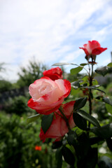 Floribunda pink rose flowers in the garden