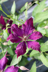 Purple clematis flowers in the garden. Natural background.