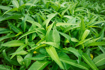 Green water spinach plants in growth at vegetable garden, vegetable in southeast asia and China