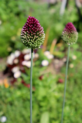Decorative garlic in the garden. Natural background.
