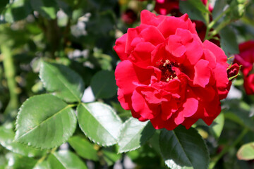 Red rose flowers in the garden